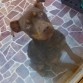 esta foto es del día que me siguió a casa, me podrían ayudar a saber si es pitbull o si es american staffordshire terrier?